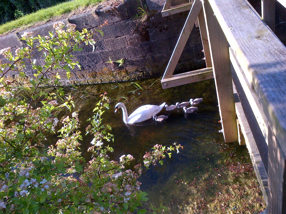 Photo of swan with cygnets on the Nottingham Canal, Cossall