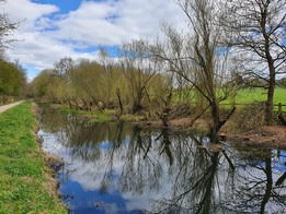 Image of Canal Willows